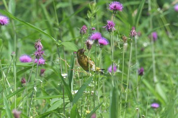 カワラヒワ 滋賀県甲賀市甲南町創造の森 2021年6月14日(月)