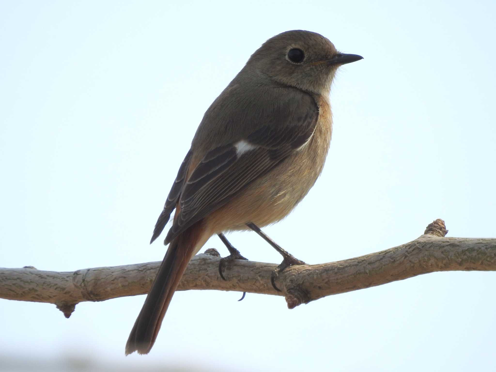 Daurian Redstart