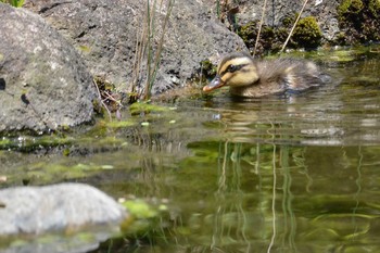 カルガモ 神代植物公園 2021年6月10日(木)