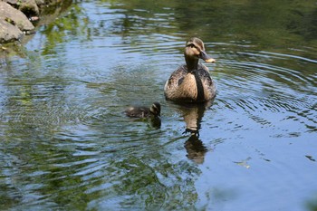 カルガモ 神代植物公園 2021年6月10日(木)