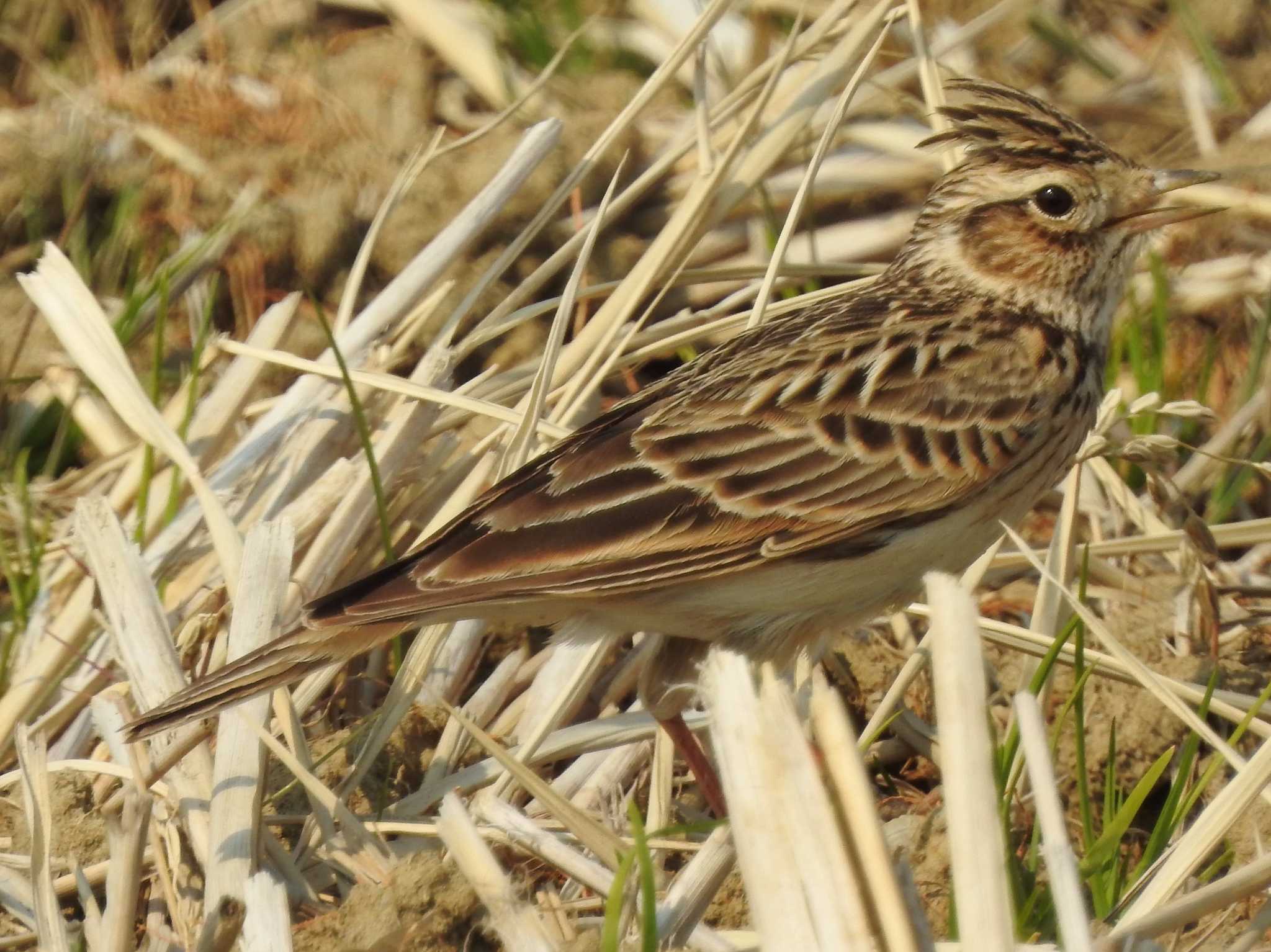 Eurasian Skylark