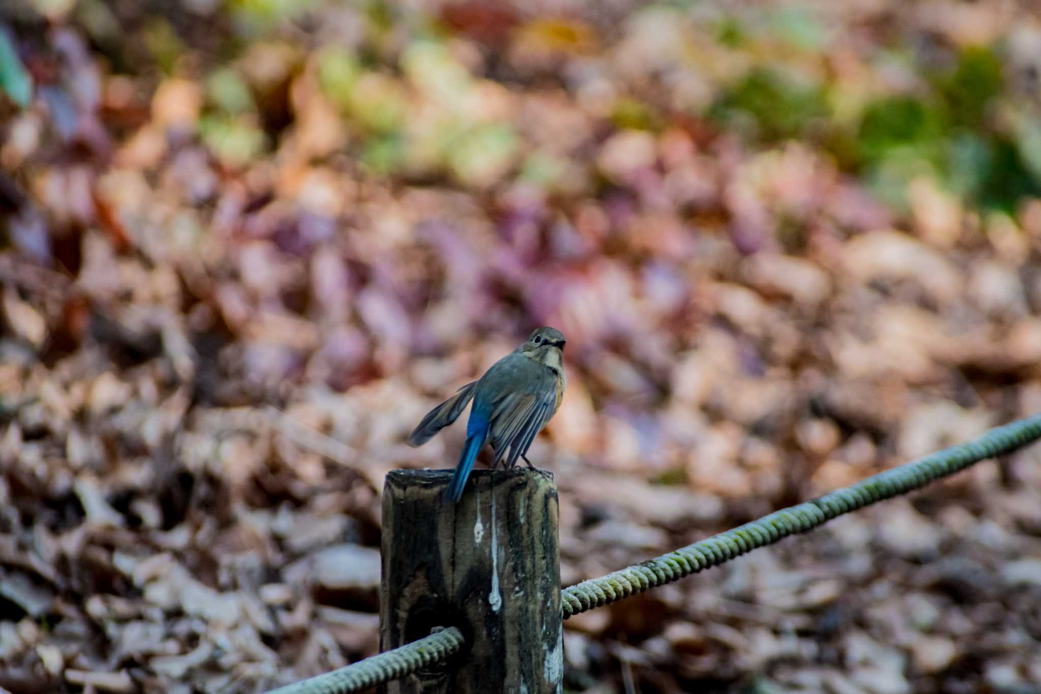 錦織公園 ルリビタキの写真 by tatsuya