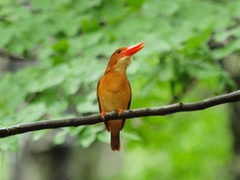 Ruddy Kingfisher 八東ふる里の森 Sun, 6/13/2021