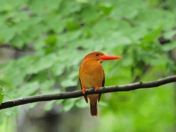 Ruddy Kingfisher 八東ふる里の森 Sun, 6/13/2021