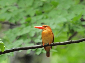 Ruddy Kingfisher 八東ふる里の森 Sun, 6/13/2021