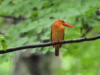 Ruddy Kingfisher 八東ふる里の森 Sun, 6/13/2021