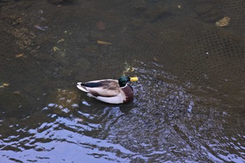 Mallard 黒須田川 Sun, 3/19/2017