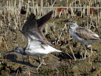 Common Greenshank Kasai Rinkai Park Sat, 3/18/2017