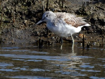 Common Greenshank Kasai Rinkai Park Sat, 3/18/2017