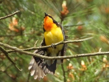 Narcissus Flycatcher 青森市野木和公園 Unknown Date