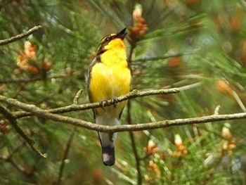 Narcissus Flycatcher 青森市野木和公園 Sun, 6/13/2021