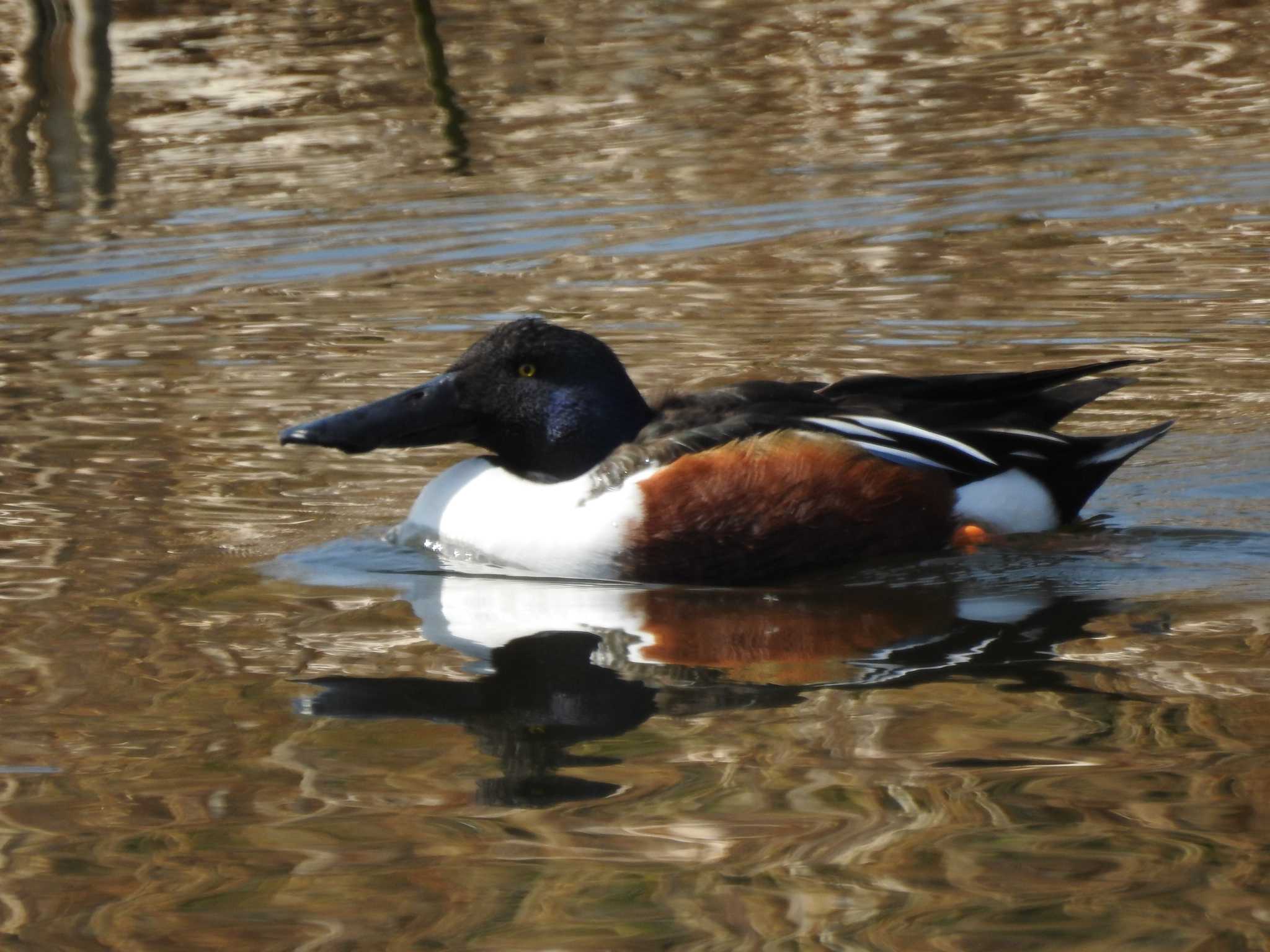 Photo of Northern Shoveler at Kasai Rinkai Park by 結城