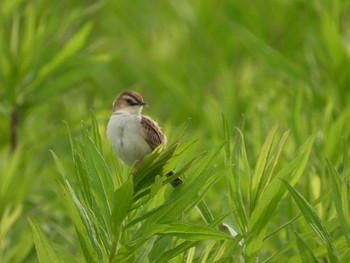 セッカ 秋ヶ瀬公園付近 2021年6月14日(月)