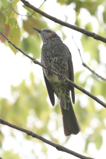 Brown-eared Bulbul 相楽園 Sat, 5/15/2021