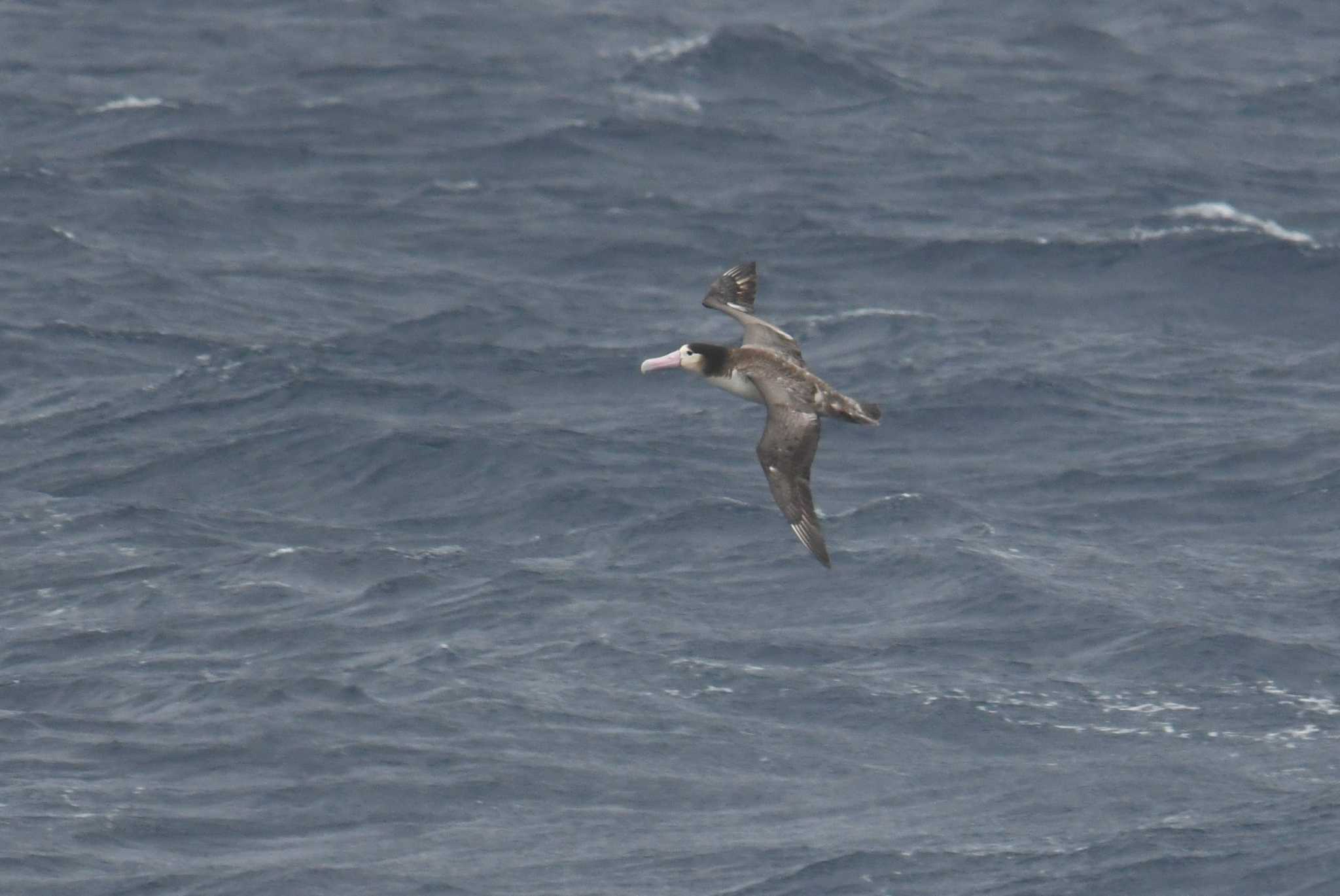 Short-tailed Albatross