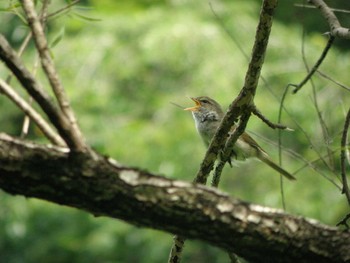 Japanese Bush Warbler 四季の森公園(横浜市緑区) Fri, 6/11/2021