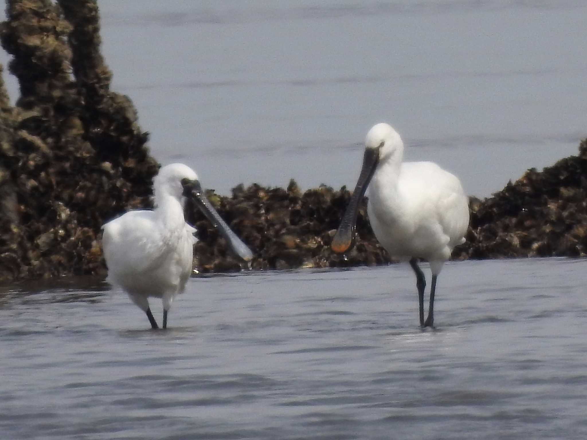 Black-faced Spoonbill