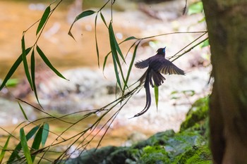 サンコウチョウ 東京都 2021年6月14日(月)