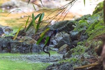 サンコウチョウ 東京都 2021年6月14日(月)