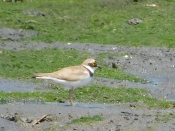 コチドリ 東京港野鳥公園 2021年6月12日(土)