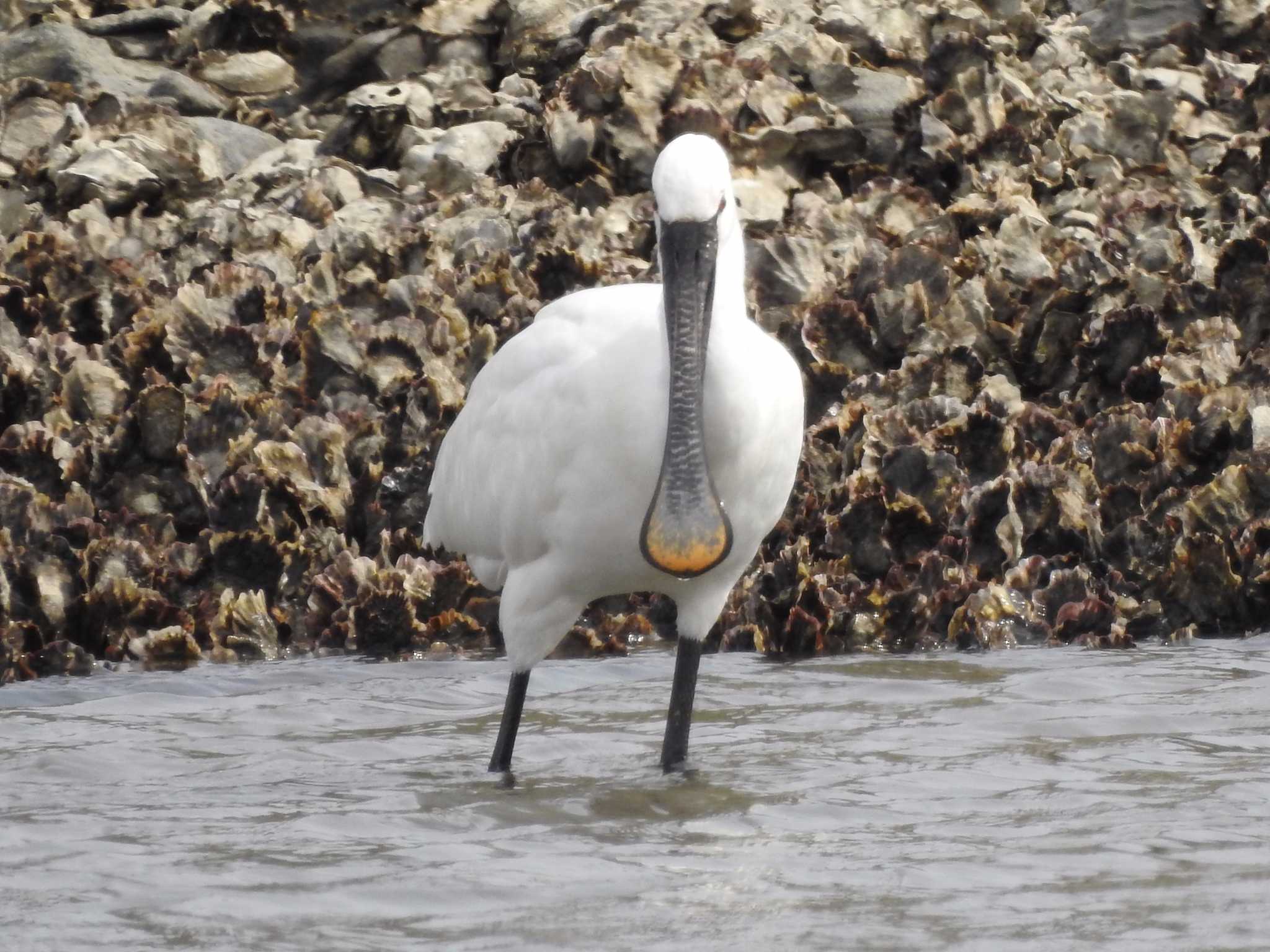 葛西臨海公園 ヘラサギの写真