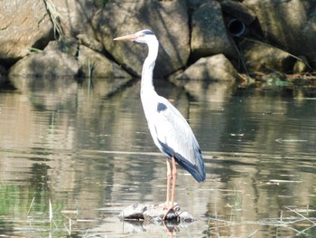 アオサギ 東京港野鳥公園 2021年5月23日(日)