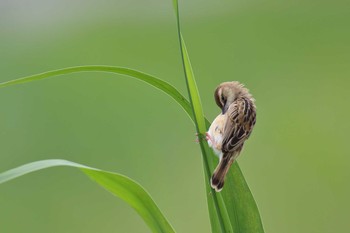 Zitting Cisticola 大久保農耕地 Sat, 6/12/2021