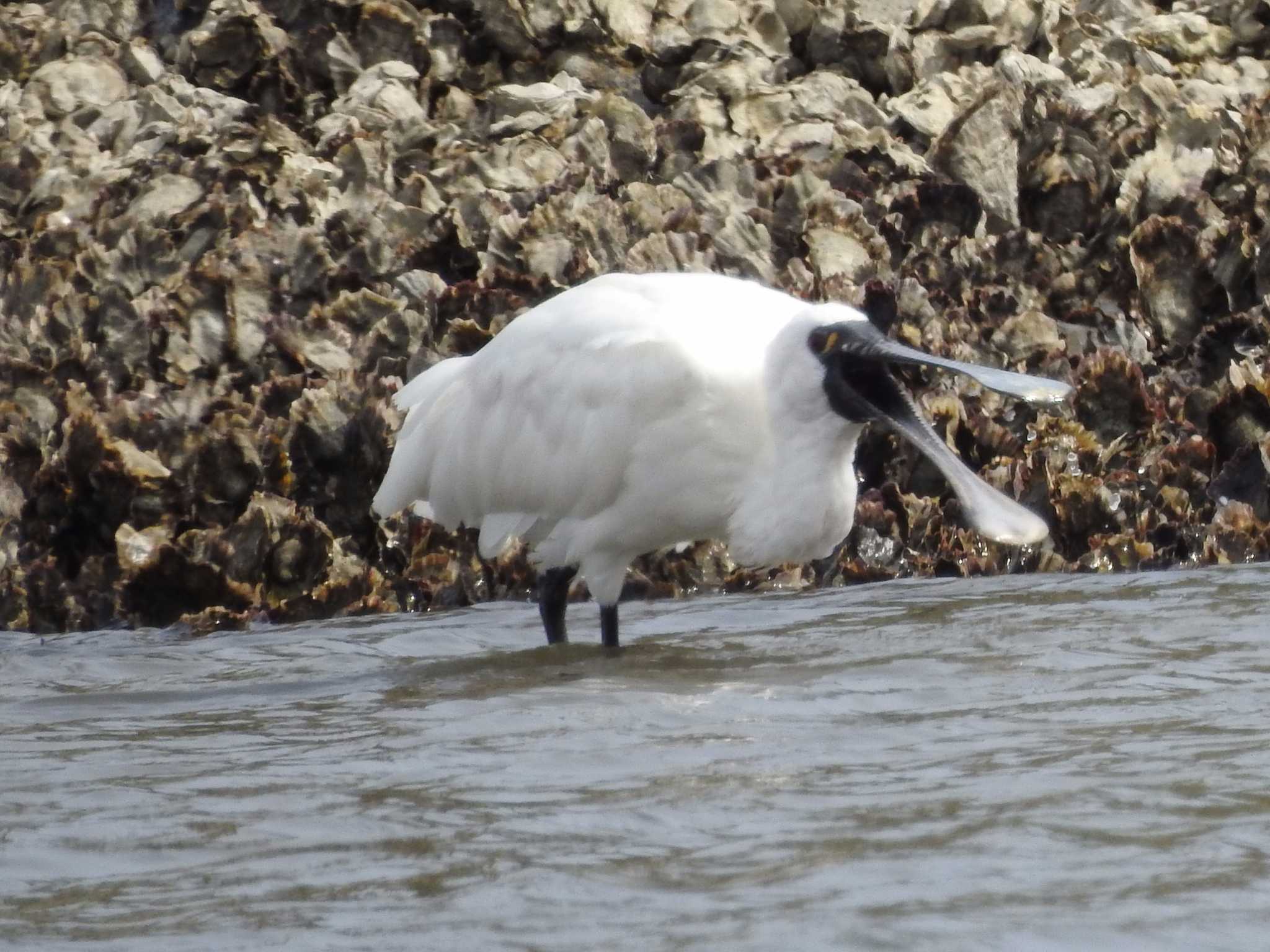 Photo of Black-faced Spoonbill at Kasai Rinkai Park by 結城