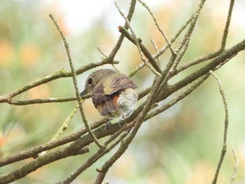 Narcissus Flycatcher 青森市野木和公園 Sun, 6/13/2021