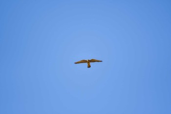 Common Kestrel 大和川 Sat, 5/29/2021