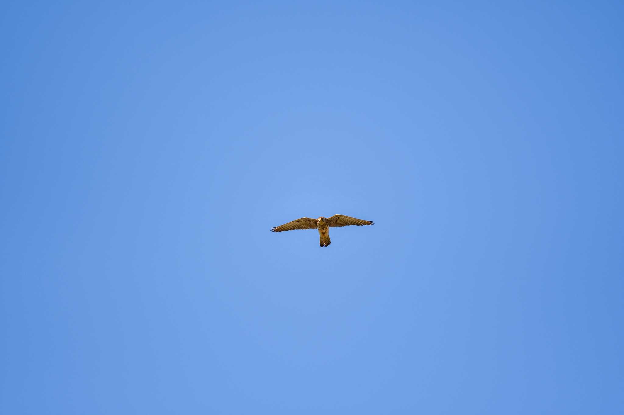 Photo of Common Kestrel at 大和川 by すうぃーとえれふぁんと