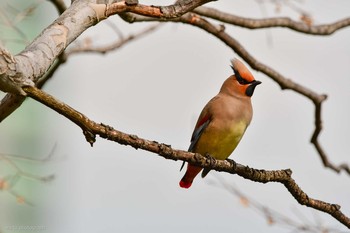 Japanese Waxwing Osaka castle park Unknown Date