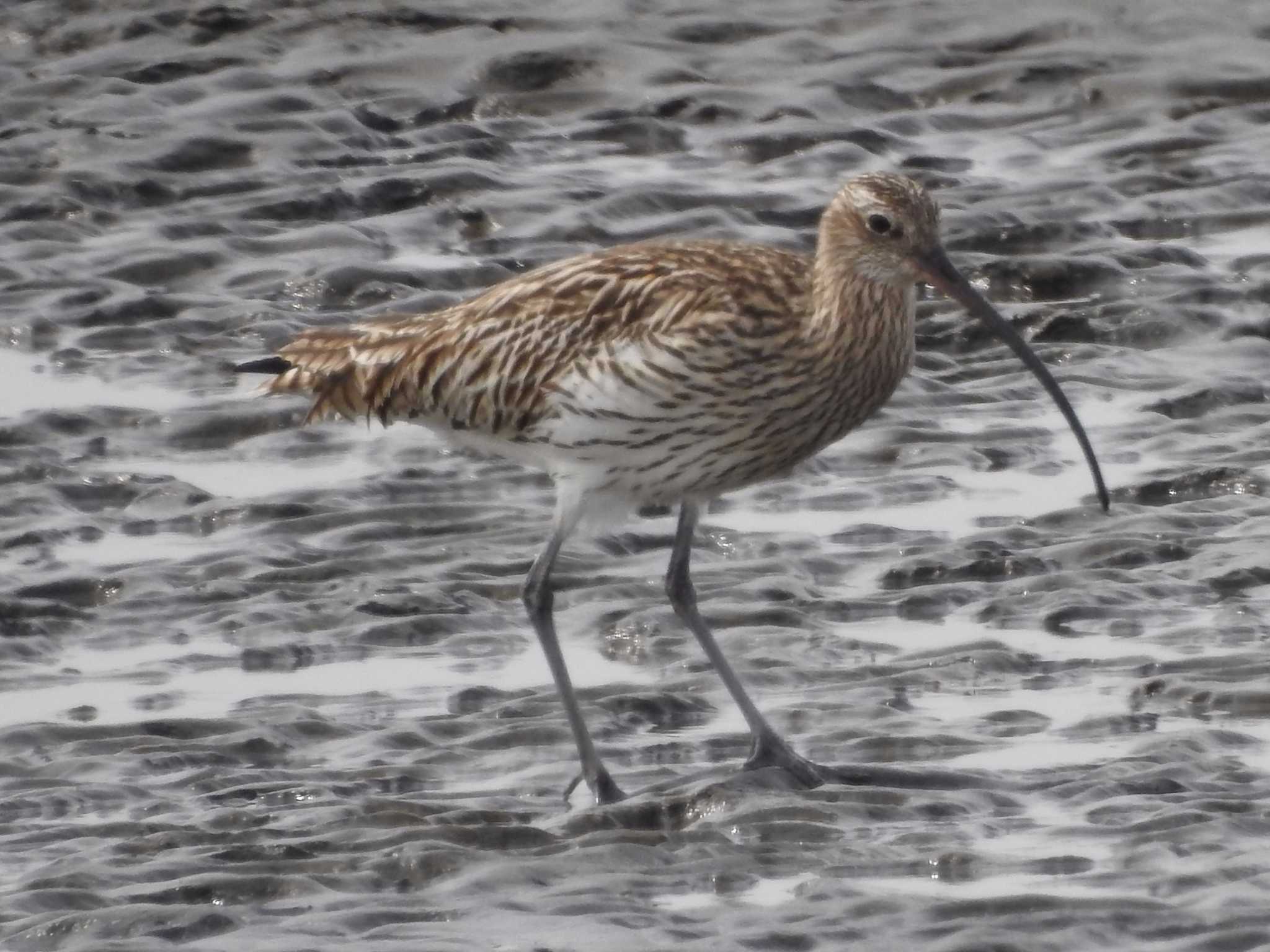 Eurasian Curlew