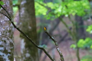 キビタキ 柳沢峠 2021年6月12日(土)