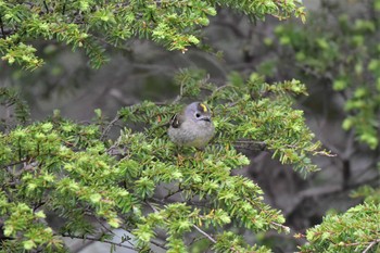 2021年6月13日(日) 奥庭荘(富士山)の野鳥観察記録