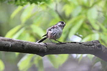 Long-tailed Tit 相楽園 Sat, 5/15/2021