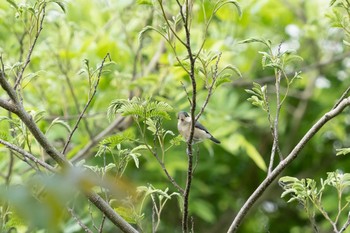 Varied Tit Unknown Spots Sun, 5/30/2021