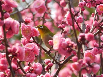 メジロ 場所が不明 2017年3月19日(日)