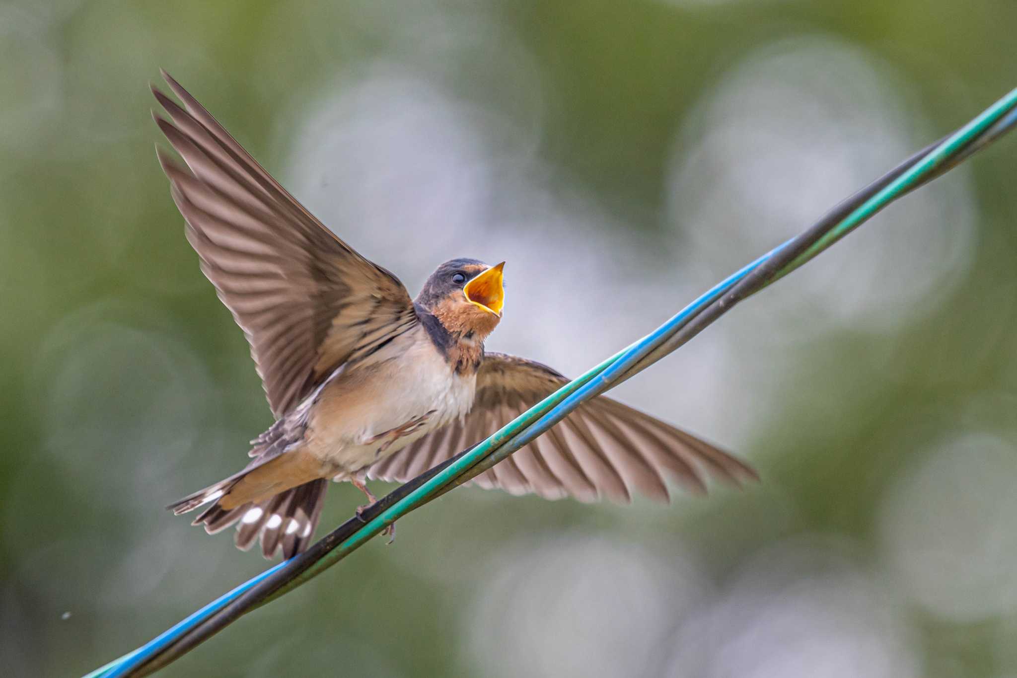 Photo of Barn Swallow at 神戸市西区岩岡町 by ときのたまお