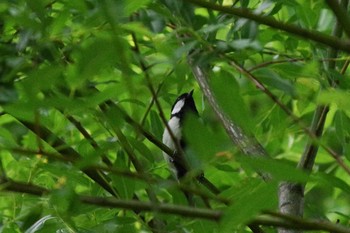 2021年6月15日(火) 福井緑地(札幌市西区)の野鳥観察記録