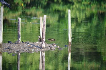 Eastern Spot-billed Duck Nagahama Park Tue, 6/15/2021