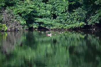 Eastern Spot-billed Duck Nagahama Park Tue, 6/15/2021