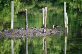 Eastern Spot-billed Duck Nagahama Park Tue, 6/15/2021