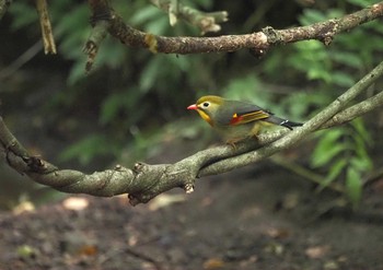 ソウシチョウ 横浜市 2021年6月15日(火)