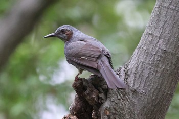 Brown-eared Bulbul 相楽園 Sat, 5/15/2021