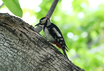 Great Spotted Woodpecker 豊平公園(札幌市) Tue, 6/15/2021