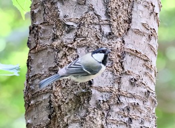 シジュウカラ 豊平公園(札幌市) 2021年6月15日(火)