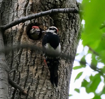 Great Spotted Woodpecker 豊平公園(札幌市) Tue, 6/15/2021