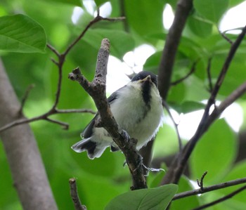 シジュウカラ 豊平公園(札幌市) 2021年6月15日(火)