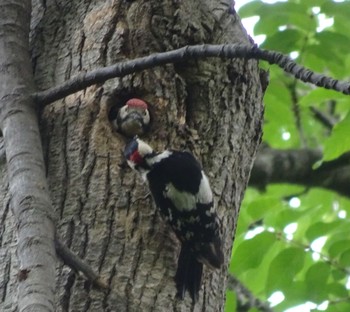 Great Spotted Woodpecker 豊平公園(札幌市) Tue, 6/15/2021